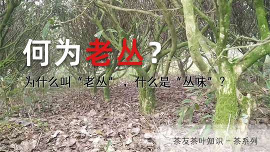 茶葉爲(wéi / wèi)什麽叫“老叢”  何又爲(wéi / wèi)“叢味”？